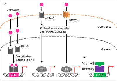 Expression and function of estrogen receptors and estrogen-related receptors in the brain and their association with Alzheimer’s disease